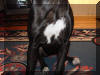 Daphne is a Black Great Dane Daphne Black Great Dane Breeder Marshfield, Missouri 65706 U.S.A.